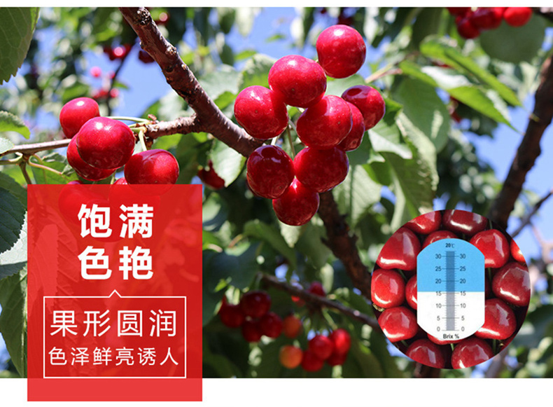 新鲜上市 大连美早大樱桃 2斤 果径26-28mm 图8