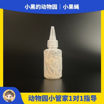 Fruit fly jumping spider mantis food fruit fly cup large fruit fly small fruit fly cricket cup mealworm food