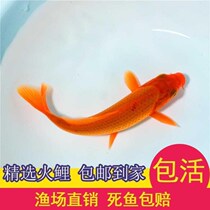 Pure breed koi fire carp living Red Koi pure red ornamental fish koi Fry Feng Shui pet fish bag