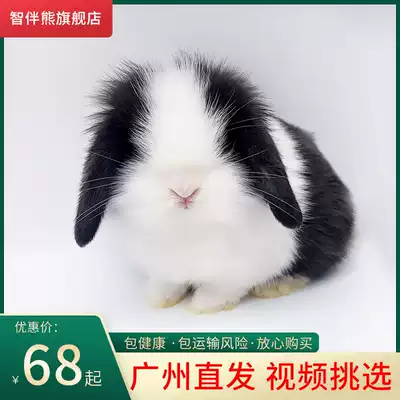 Rabbit live animal lop rabbit pet rabbit live dwarf rabbit small mini rabbit Children's gift long-haired cat cat rabbit live