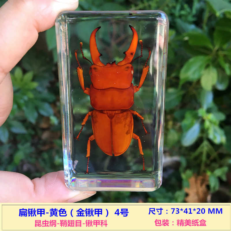 教學標本盒真實動物昆蟲標本海洋生物幼兒園科學發現室模型螃蟹