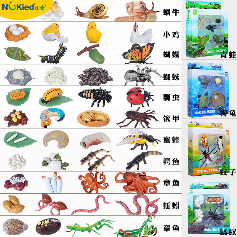 Simulation Life Week Model Frog Tadpole Small Chicken Turtles Mosquito ants Growth Children's Conscience Cognitive Gifts