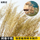 Scene Model Tree DIY Handmade Scenery Vegetation Thorn Bush Artificial Tree Military Terrain Sand Table Shrub Dead Grass