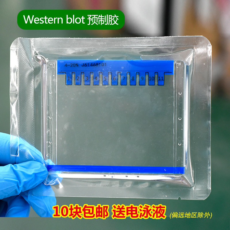 Western blot 蛋白预制胶 sds-page 电泳蛋白胶 MOPS 体系 4-20%