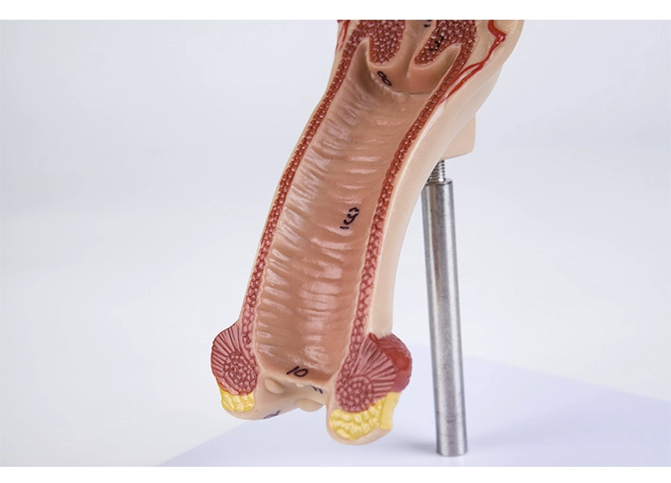 Mô hình bộ phận sinh dục nữ Mô hình bộ phận sinh dục Nữ Mô hình bộ phận sinh dục Tư nhân Mô hình tử cung Dạy học hỗ trợ buồng trứng phụ khoa - Chế độ tĩnh
