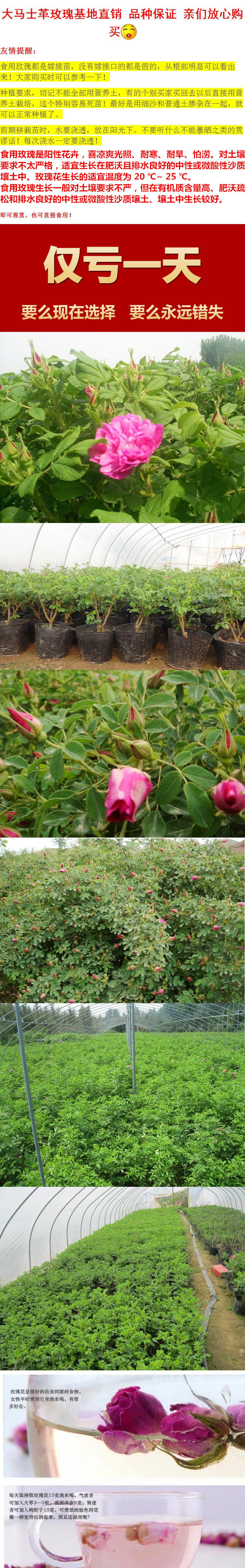 Edible roses flower seedlings and potted flowers to Damascus rose blooms the flower rose tea can do the four seasons