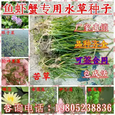 Grass carp grass seed Fish seed Fish eat farming Four Seasons animal husbandry fish pond water grass herbage fish grass feed fish