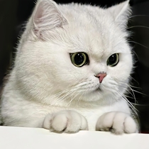 Purebred Silver Gradient Kitten Live British Shorthair Gold Gradient Kitten Short-footed Pet Cat Live Animal Adoption Cat