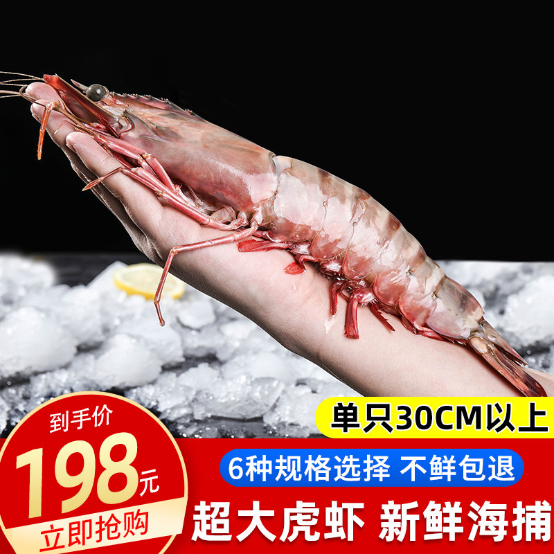 Tiger prawns live super-large tiger prawns seafood extra-large prawns fresh bamboo prawns monopod prawns frozen prawns aquatic products