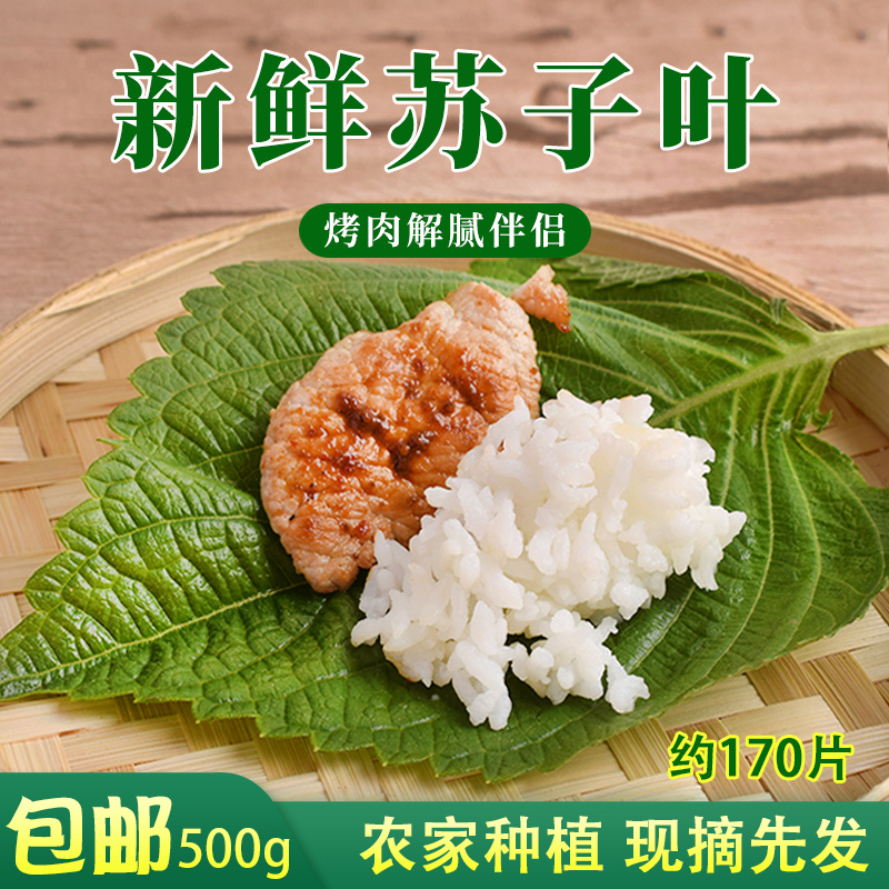 Su Cotyledon fresh Northeast steamed rice vegetable Green Su vegetable leaf Korean barbecue green vegetables 500g 