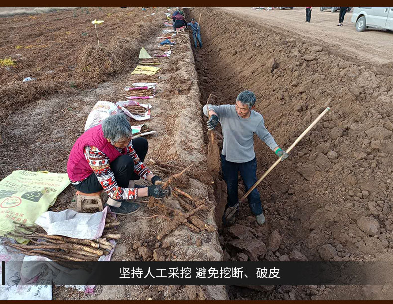 5斤正宗垆土怀新鲜铁棍山药