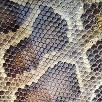 Golden Flower Python Skin Erhu Python Skin Sanxian Skin Tail Back Skin National Instrument Skin