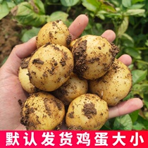 5 kg with box Shandong specialty farmers grow fresh and freshly dug yellow hearts mini small potatoes vegetable powder waxy