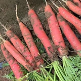 Песчаная фруктовая морковь красная кожа красное сердце Свежее и хрустящее сладкое песчаное гнездо сырое, есть морковные овощи с грязью 10