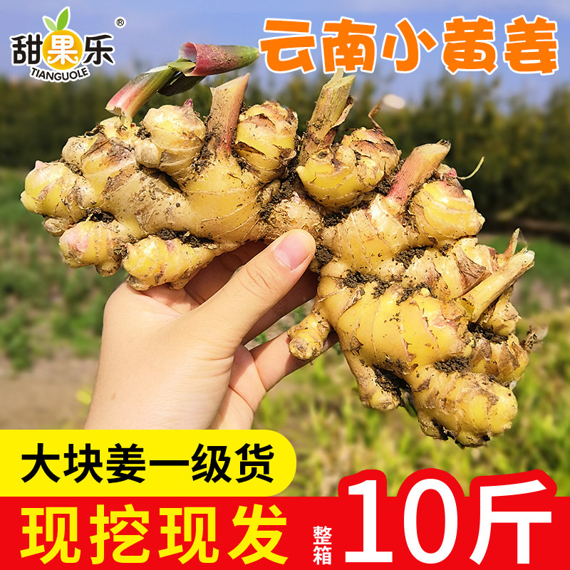 Currently digging Yunnan Little Yangang Ginger Ginger fresh vegetable moon ginger, ginger sha ginger ginger, ginger, spicy eating