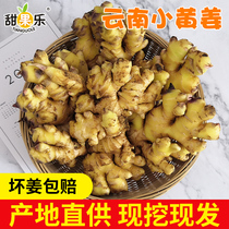Sweet fruit music Yunnan small turmeric is now digging fresh ginger vegetables ginger ginger ginger ginger wholesale