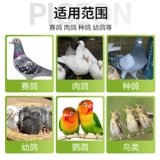 Голубь -голубь -голубь с зеленым шиитом