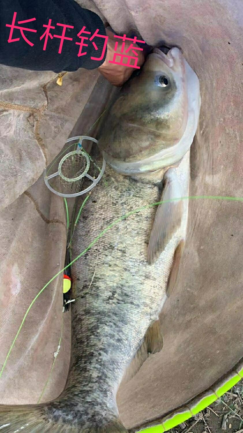 Pure Artisanal Homemade Strap Circle Nylon Mesh Bag Handrod Long Pole Cannons Silver Carp White Silver Carp Fishing Group Anti-Wound Water Strangling Cage