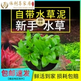 Рыба аквариума водные травы растит настоящая трава, живая негативная гидропонная ленивая маленькая вода баньян без базового песчаного кислорода.