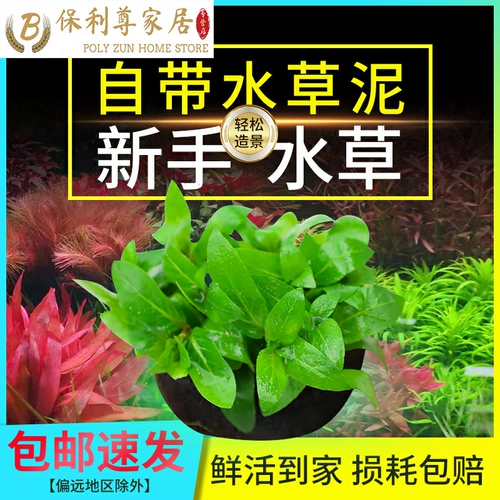 Рыба аквариума водные травы растит настоящая трава, живая негативная гидропонная ленивая маленькая вода баньян без базового песчаного кислорода.