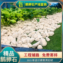 Landscaped paving white pebble landscape landscape with white stone machine grinding able to self-Richie melon tea Taiya Seifu