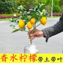 Perfume Lemon Saplings Potted Ground Planting Indoor and Outdoor Fruiting Seedless Four Seasons Lemon Saplings Edible Lemon Tree Saplings