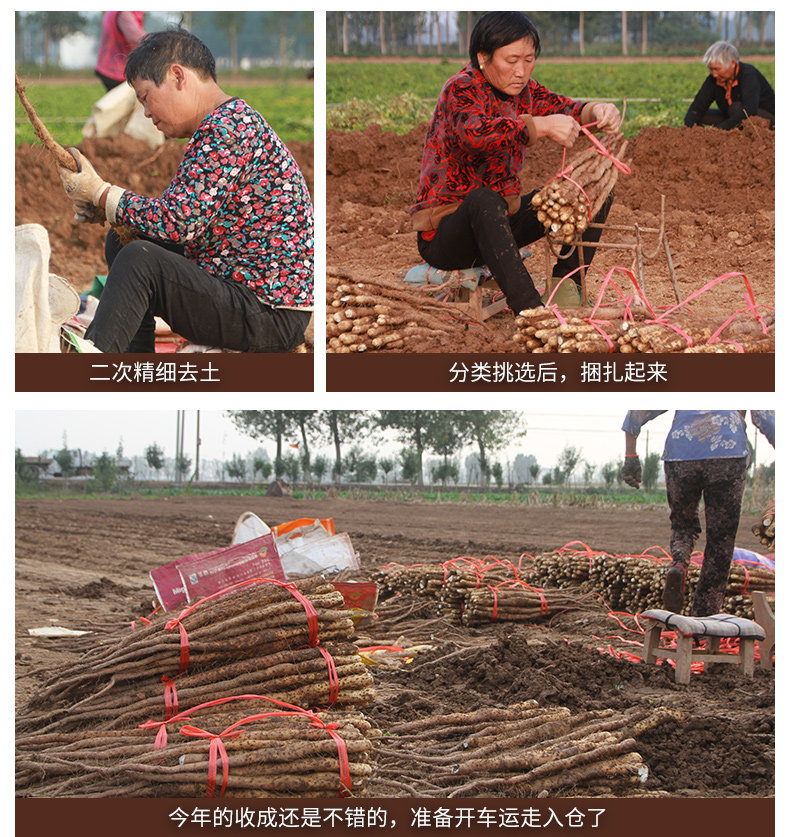 Yam Picper-Optimization_17.jpg