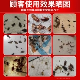 Лекарство от тараканов для домашнего использования, все яйца в гнезде, настоящий флагманский магазин, нет ресторана, одно гнездо, сильный убивающий тараканов клей-приманка