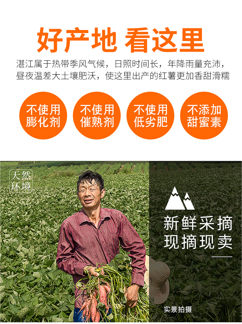 马栏河 鸡蛋黄板栗薯 5斤 图4