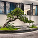 New Chinoiserie Simulated Welcoming Pine Indoor Landscaping Decoration Landscape Podocarpus Fake Pine Green Plant Window Entrance Corner
