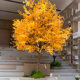 High-end ginkgo tree simulation green plant fake tree window decoration landscaping indoor and outdoor simple landscape floor-standing large ornaments
