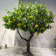 Simulated Grapefruit Tree Lemon Tree Banyan Tree Wishing Tree Hotel Indoor and Outdoor Landscaping Green Plant Decoration Wedding Window Props