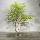 High-End Simulated Feather Maple Leaf Tree Horse Drunken Wood Indoor Fake Tree Green Plant Landscaping Decoration Large Banyan Tree Window Plant