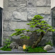 High-Quality Artificial Welcoming Pine Tree, Fake Arborvitae, New Chinese-Style Indoor Landscaping Green Plant, Zen-Style Window Display Decorative Tree