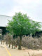 Simulated Banyan Tree Green Plant Landscape Ornaments for Shopping Malls and Hotels, Large Indoor and Outdoor Plant Displays, Fake Trees, Wishing Trees
