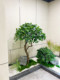 Artificial Green Plant Landscaping, Large Artificial Bodhi Tree, Simulated Plant Landscape, Window Display Decoration, Indoor and Outdoor Fulu Tong