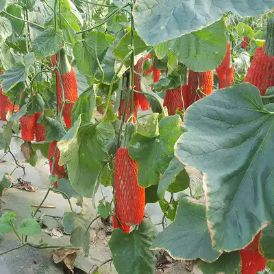 5kg of horns and melons fresh pregnant women should Season fruit wholesale sheep horns melon honeydew melon horn crisp sweet