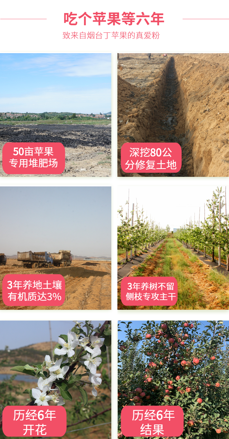 烟台丁苹果 有机红富士 5斤 SGS国际检测 图2