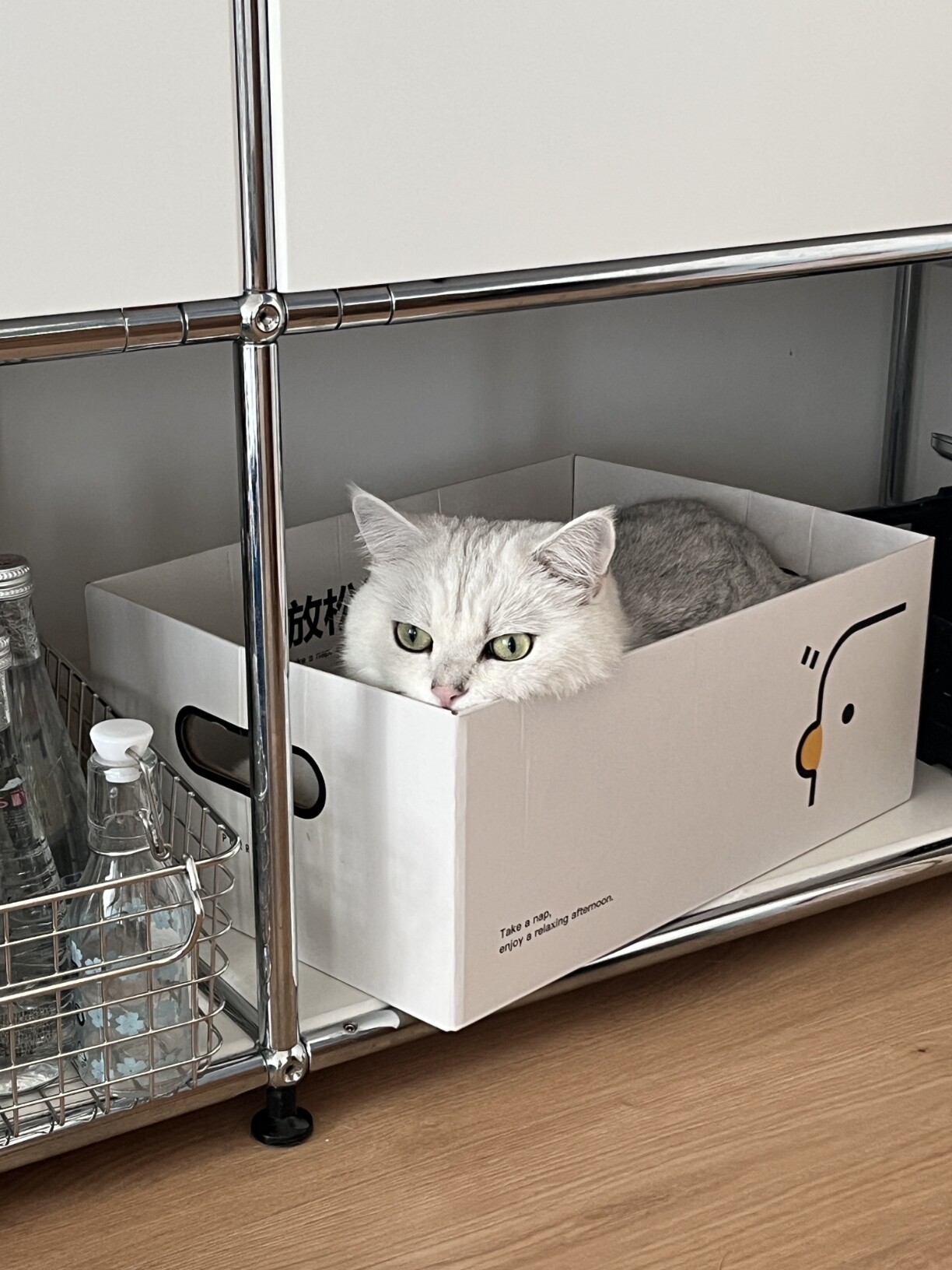 爱吃榴莲的布偶猫
