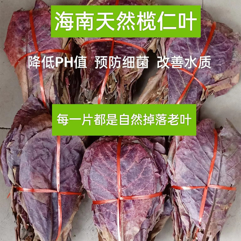Thai Betta Fish Olive Leaves Lower Acidity Ph Value Turtle Olive Leaves Lazy Leaves Adjust Water Quality Lower Acidity Non-Longan Leaves