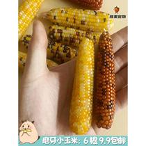Hamster molar corn mini small corn molar stick rabbit flower rat snack supplies golden bear food artifact
