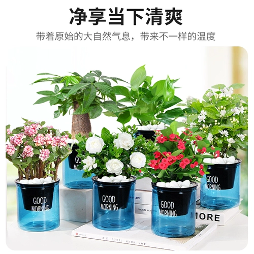 Зеленая лука