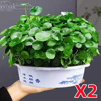 [Экономичное выживание с помощью мешков с листьями] 2 горшка с пышной медной денежной травой, зеленый горный горшок + питательный раствор