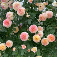 Дженсон 【1,5 метра】