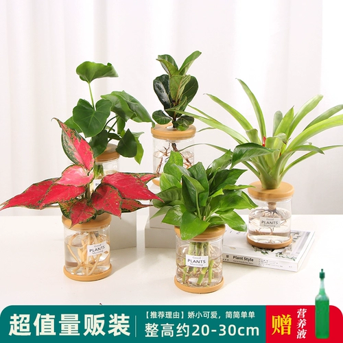 Офисное гидропонное растение в горшке, золотой цветок гардении кудзу, маленькое зеленое растение, которое подходит для всех сезонов, и сочное гидропонное растение в горшке.