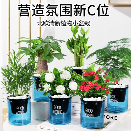 Зеленая лука