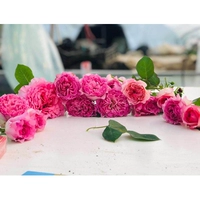 Рой [1,5 метра]