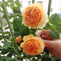 Принцесса 【1,5 метра】