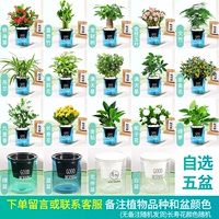 [5 горшок на выбор] сорта растений и цвет бассейна, обратите внимание (удобрения)