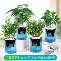 [Специальное предложение на 4 горшка] Спаржа + Подокарпус + Древесина утиной лапки + Гипсофила (Голубой горшок «Доброе утро»)